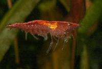 <i>Neocaridina heteropoda</i> var. red