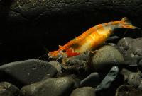 <i>Neocaridina heteropoda</i> var. orange rili