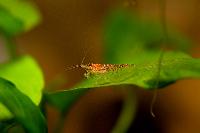 <i>Neocaridina heteropoda</i> var. red