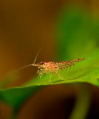 <i>Neocaridina heteropoda</i> var. red