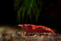 <i>Neocaridina heteropoda</i> var. red