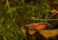 <i>Neocaridina heteropoda</i> var. red