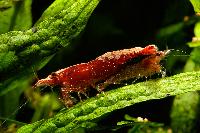 <i>Neocaridina heteropoda</i> var. red