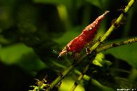 <i>Neocaridina heteropoda</i> var. red