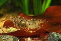 <i>Caridina cf. cantonensis</i> var. tiger