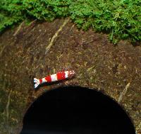 <i>Caridina</i> cf. <i>cantonensis</i> var. Crystal red