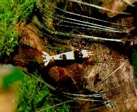 <i>Caridina</i> cf. <i>cantonensis</i> var. Crystal black