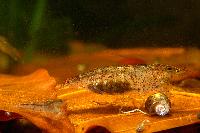 <i>Caridina cf. cantonensis</i> var. tiger