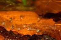 <i>Caridina cf. cantonensis</i> var. tiger