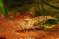 <i>Caridina cf. cantonensis</i> var. tiger