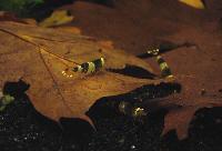 <i>Caridina cf. breviata</i>