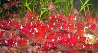 <i>Caridina</i> cf. <i>cantonensis</i> var. Crystal red