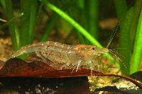 <i>Caridina cf. cantonensis</i> var. tiger