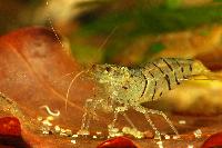 <i>Caridina cf. cantonensis</i> var. tiger