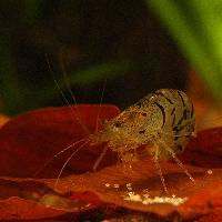 <i>Caridina cf. cantonensis</i> var. tiger