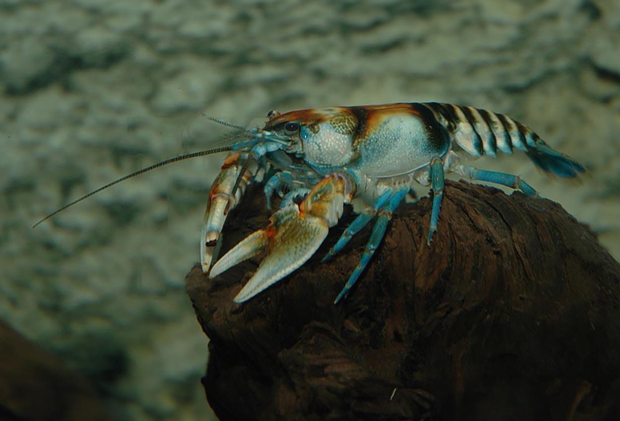 Foto på skaldjuret Cambarus speciosus