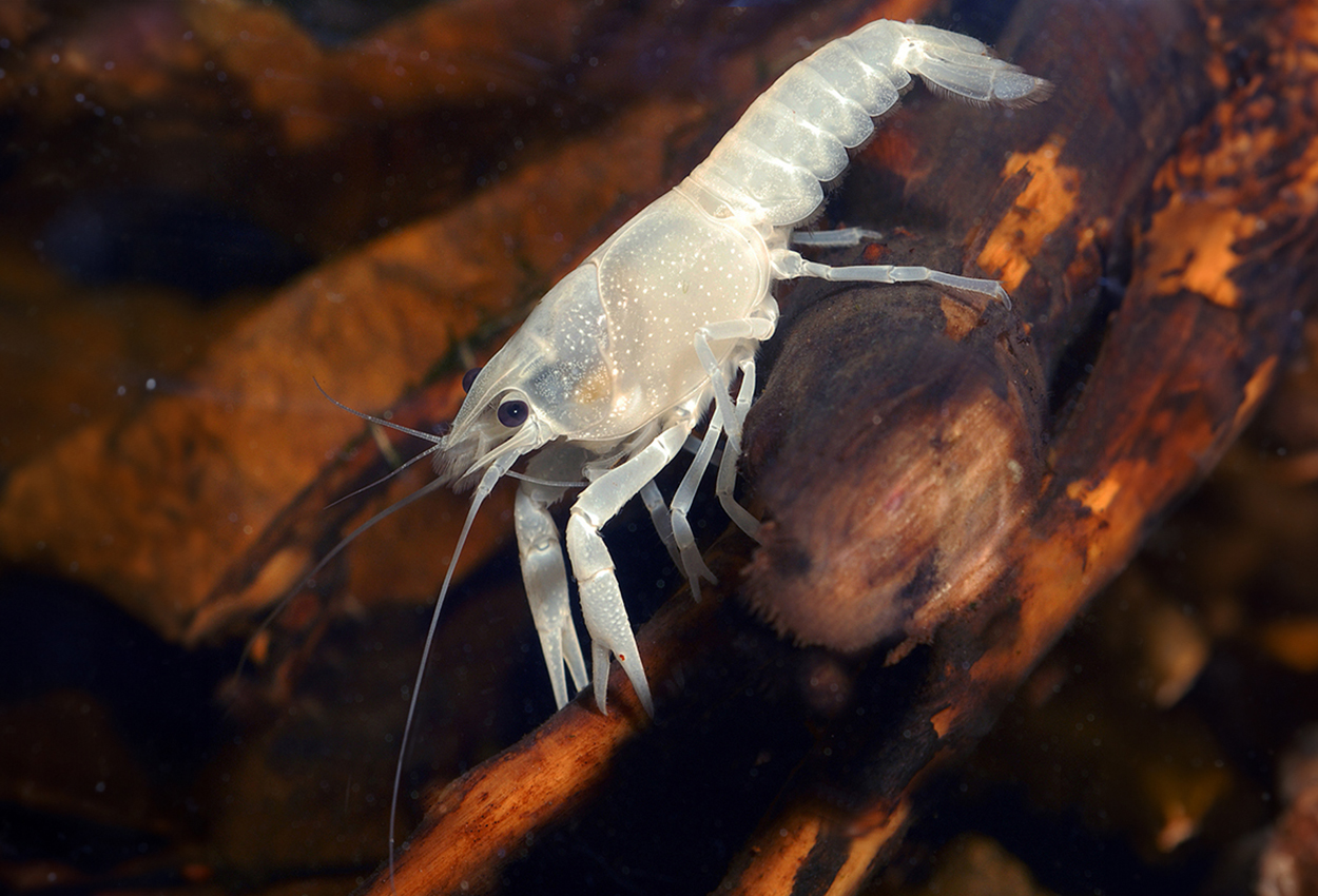 White ghost kräfta, white ghost hummer