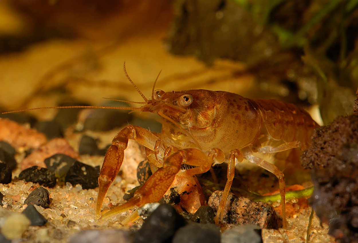 Foto på skaldjuret Cambarellus patzuarensis sp. 'orange'