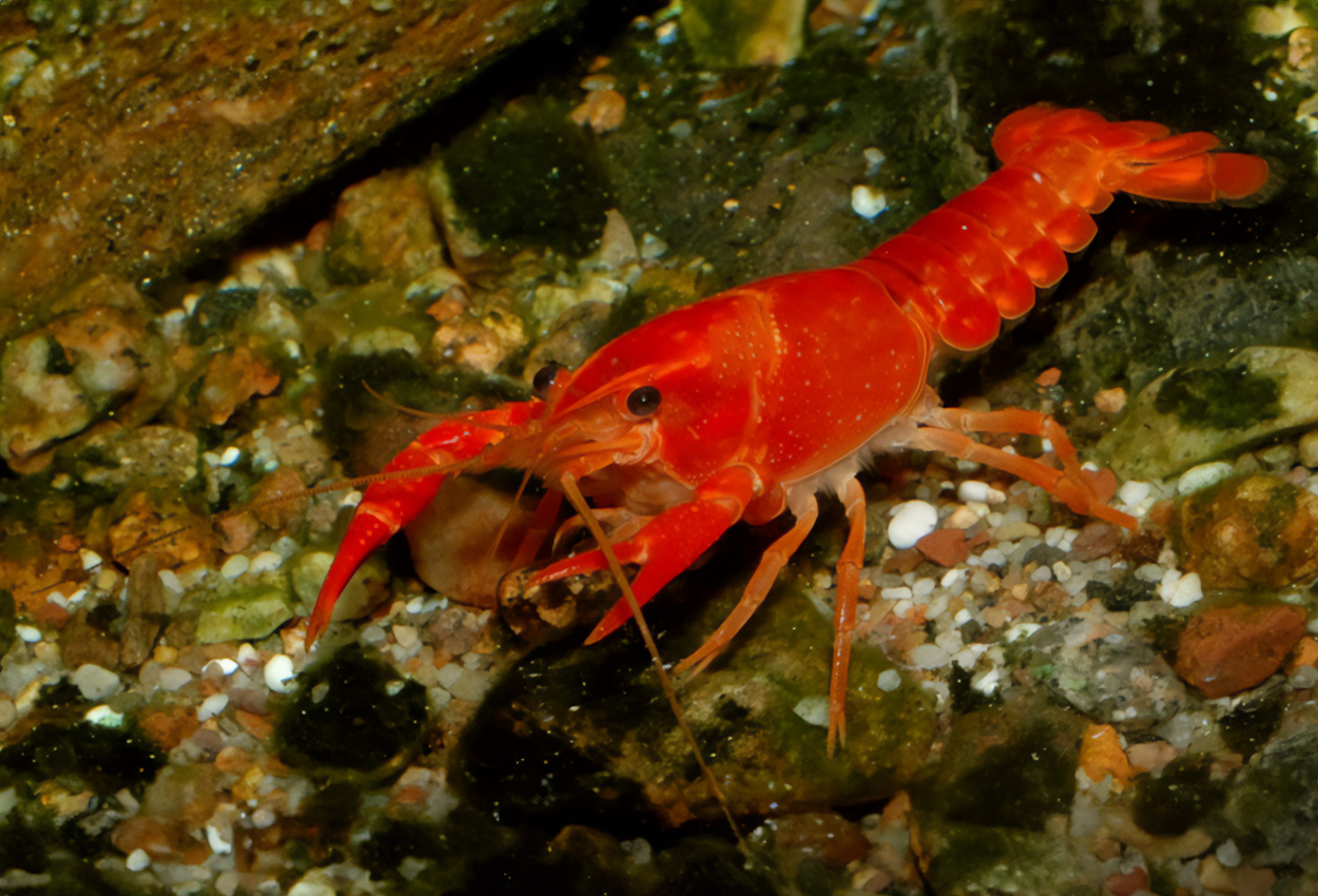 Röd/orange damm-, Louisiana träsk-kräfta, röd hummer