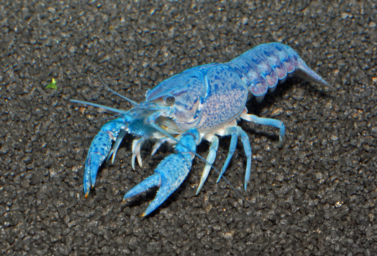 Foto på skaldjuret Procambarus alleni (blå)