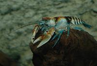 <i>Cambarus speciosus</i>