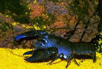 Yabby, australisk flodkräfta, blue pearl kräfta