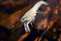 <i>Cherax destructor</i>, white ghost