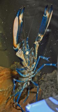 <i>Cherax</i> sp. 'blue moon'