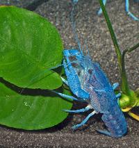 <i>Procambarus alleni</i> (blå)