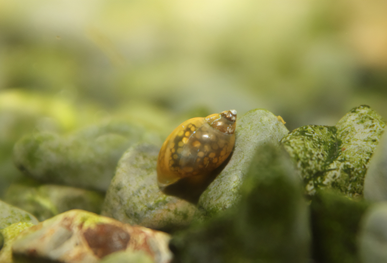 Foto på skaldjuret Physa sp.