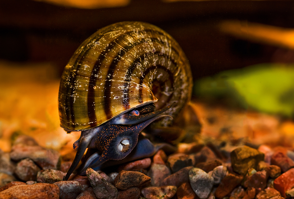 Foto på skaldjuret Pomacea diffusa