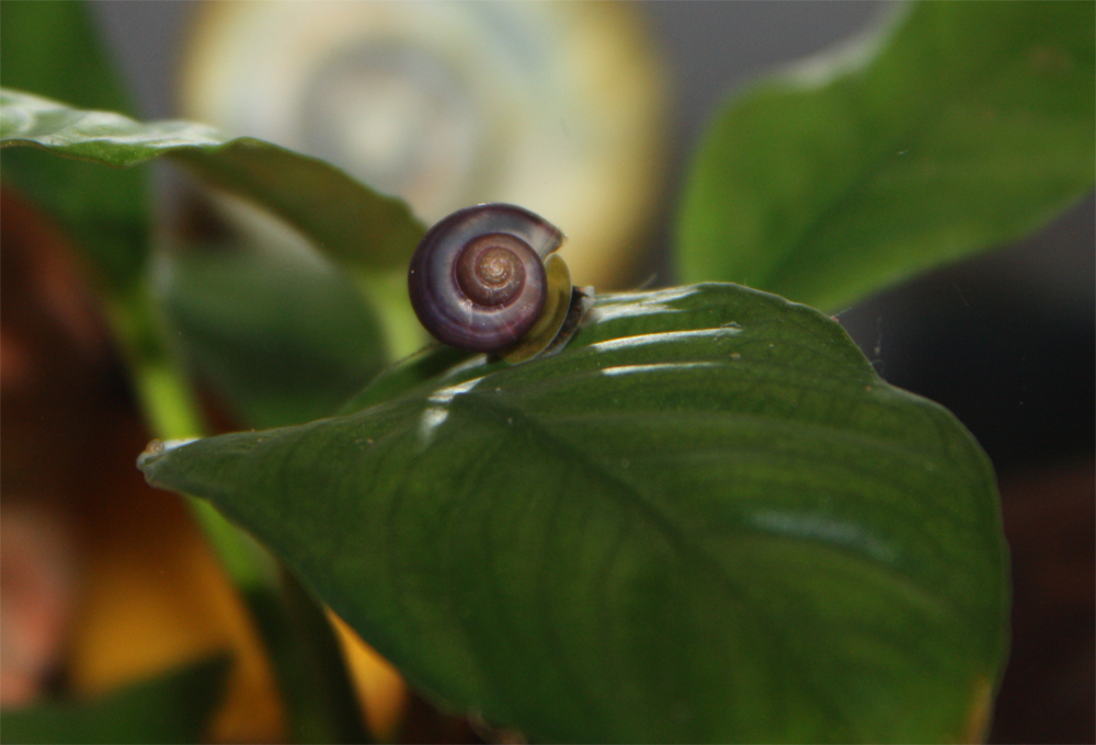 Pomacea diffusa