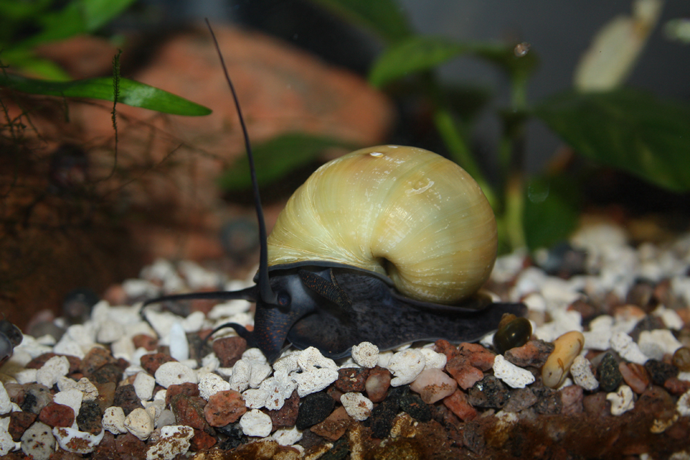 Pomacea diffusa