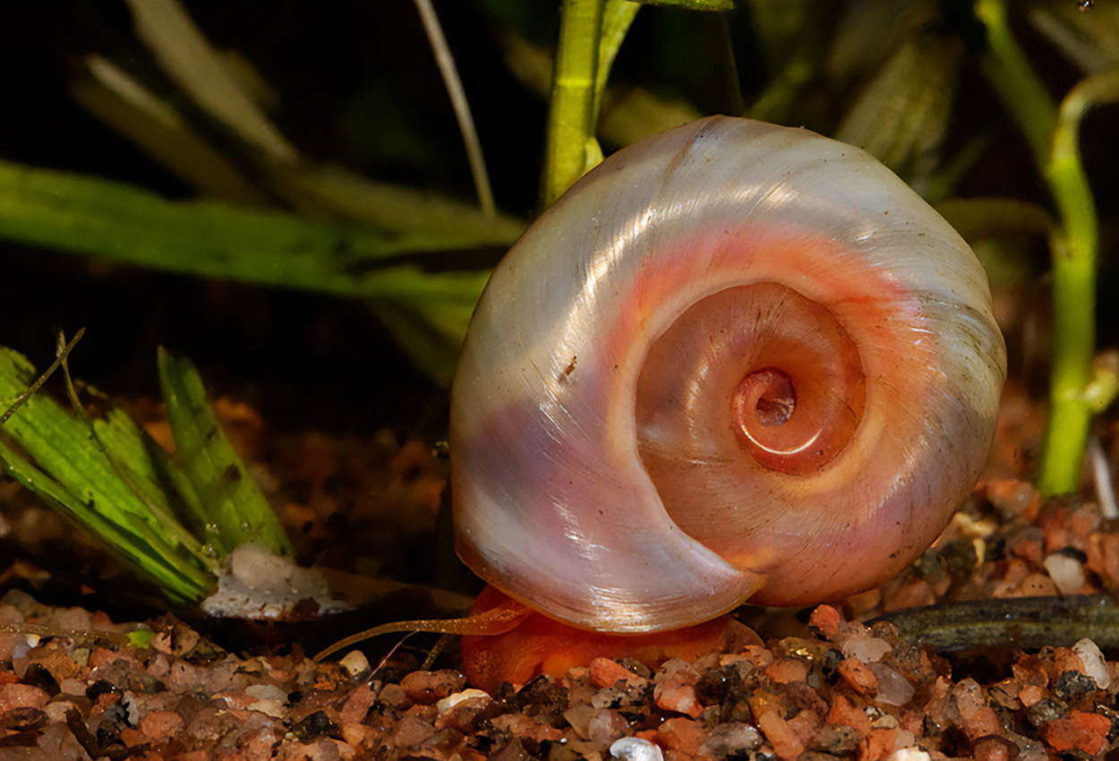 Foto på skaldjuret Planorbella duryi