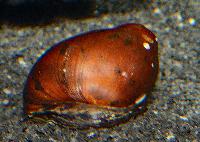 <i>Neritina semiconica</i>