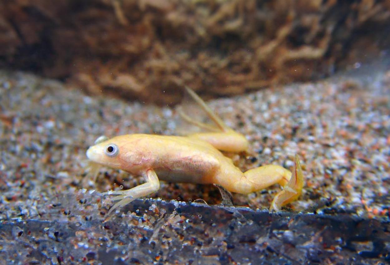 Slät guld /slät albino klogroda, afrikansk klogroda