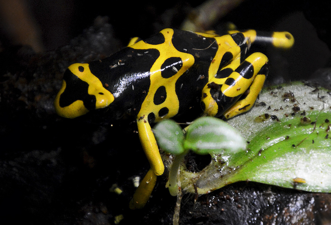 Foto på skaldjuret Dendrobates leucomelas