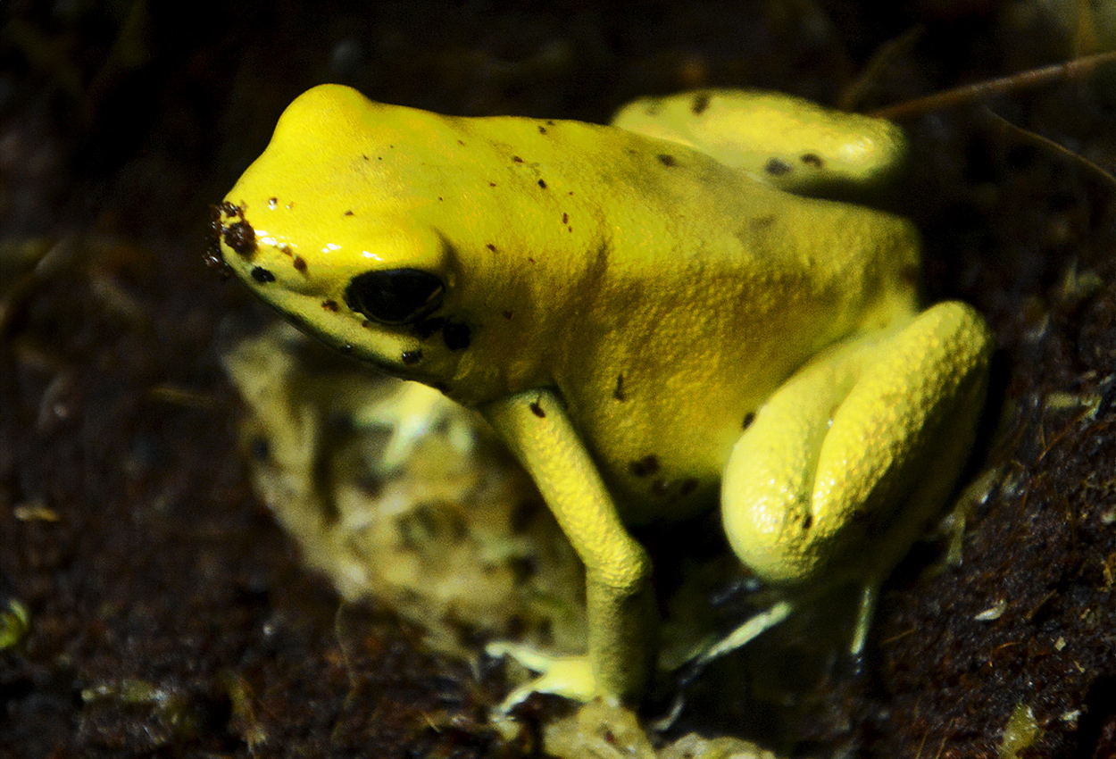 Foto på skaldjuret Phyllobates terribilis