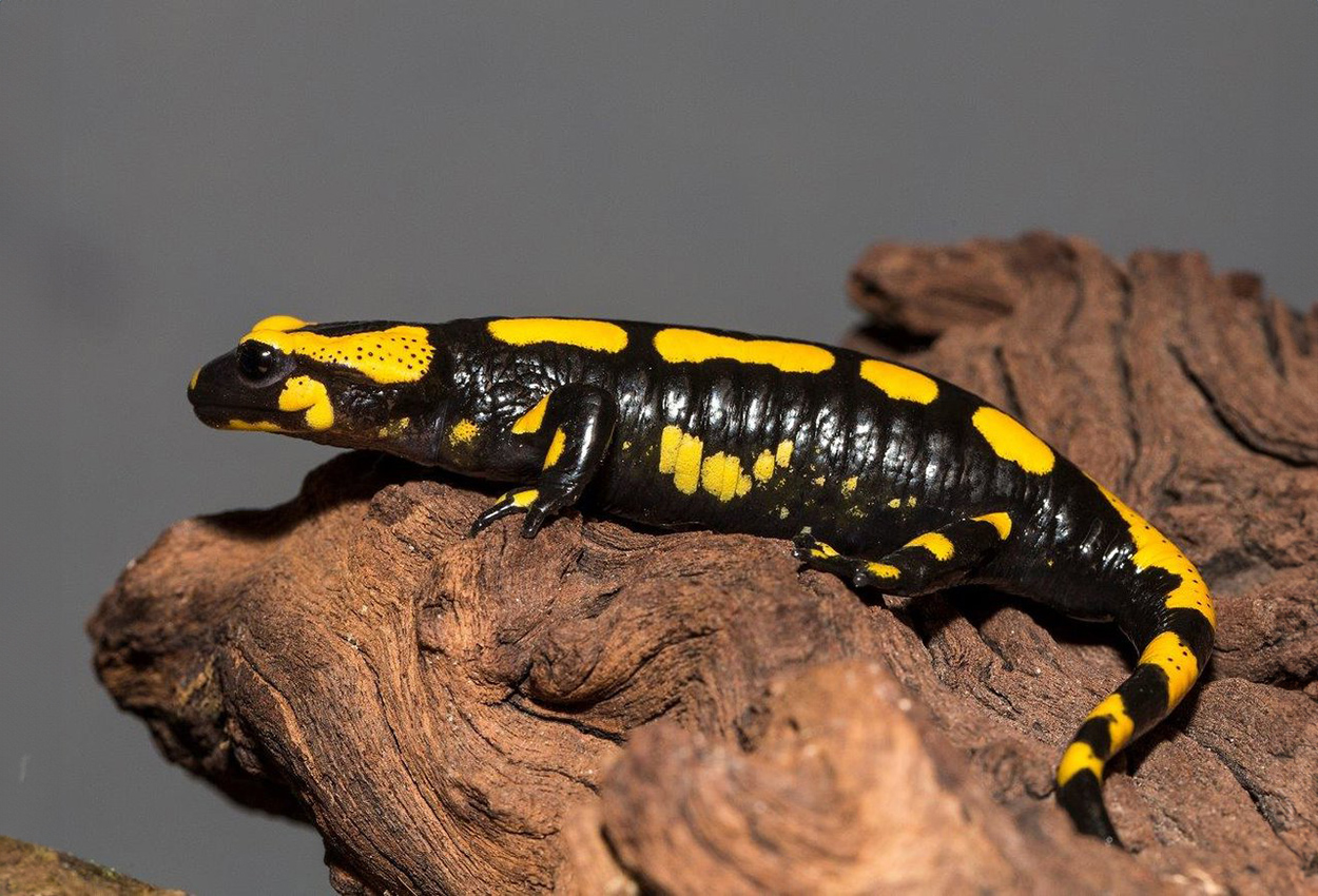 Eldsalamander