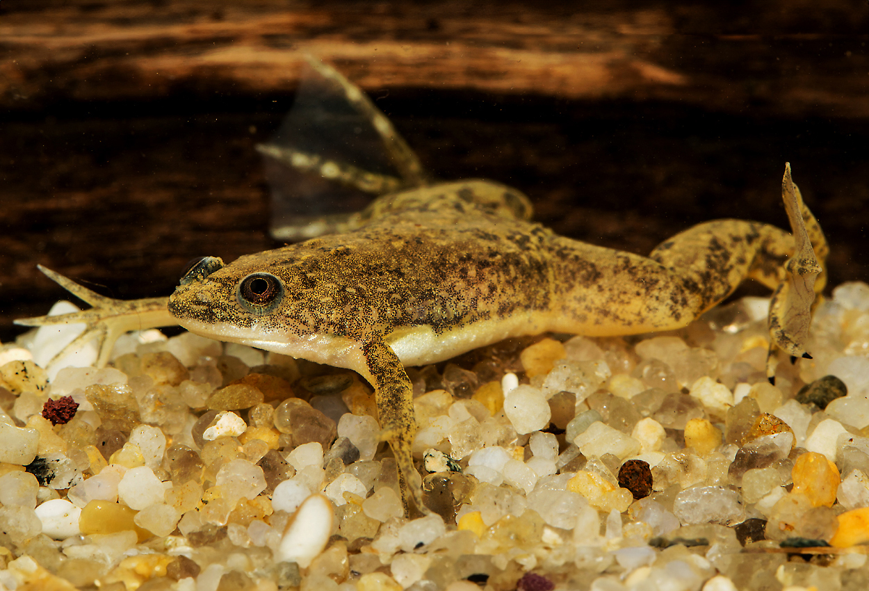 Foto på skaldjuret Xenopus  laevis (brun)