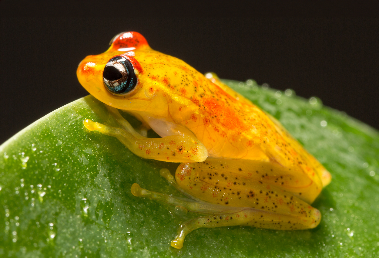 Central bright-eyed frog, blåögd trädgroda