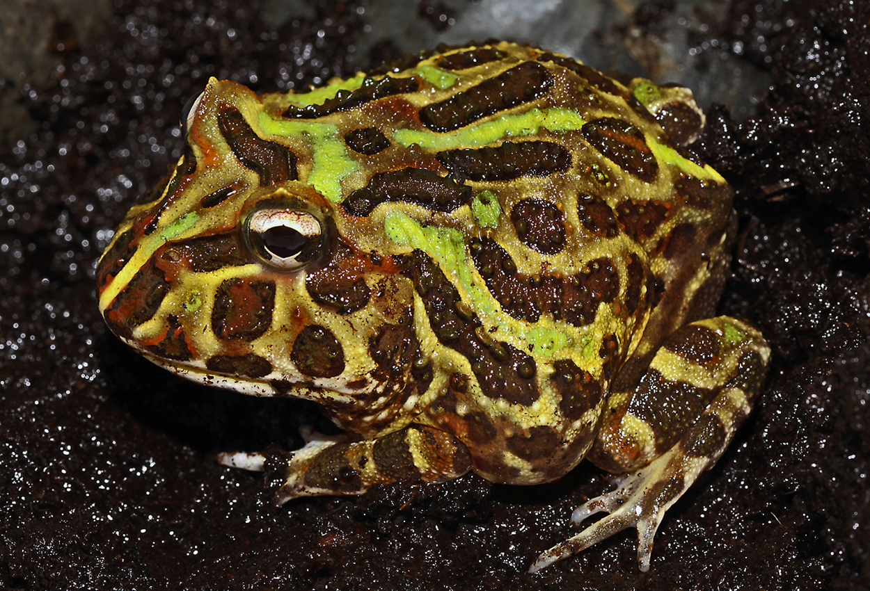 Foto på skaldjuret Ceratophrys cranwelli