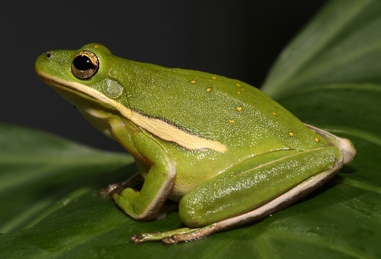 Foto på skaldjuret Hyla cinerea