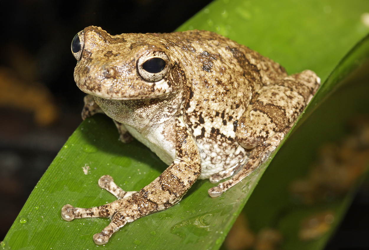 Foto på skaldjuret Hyla versicolor