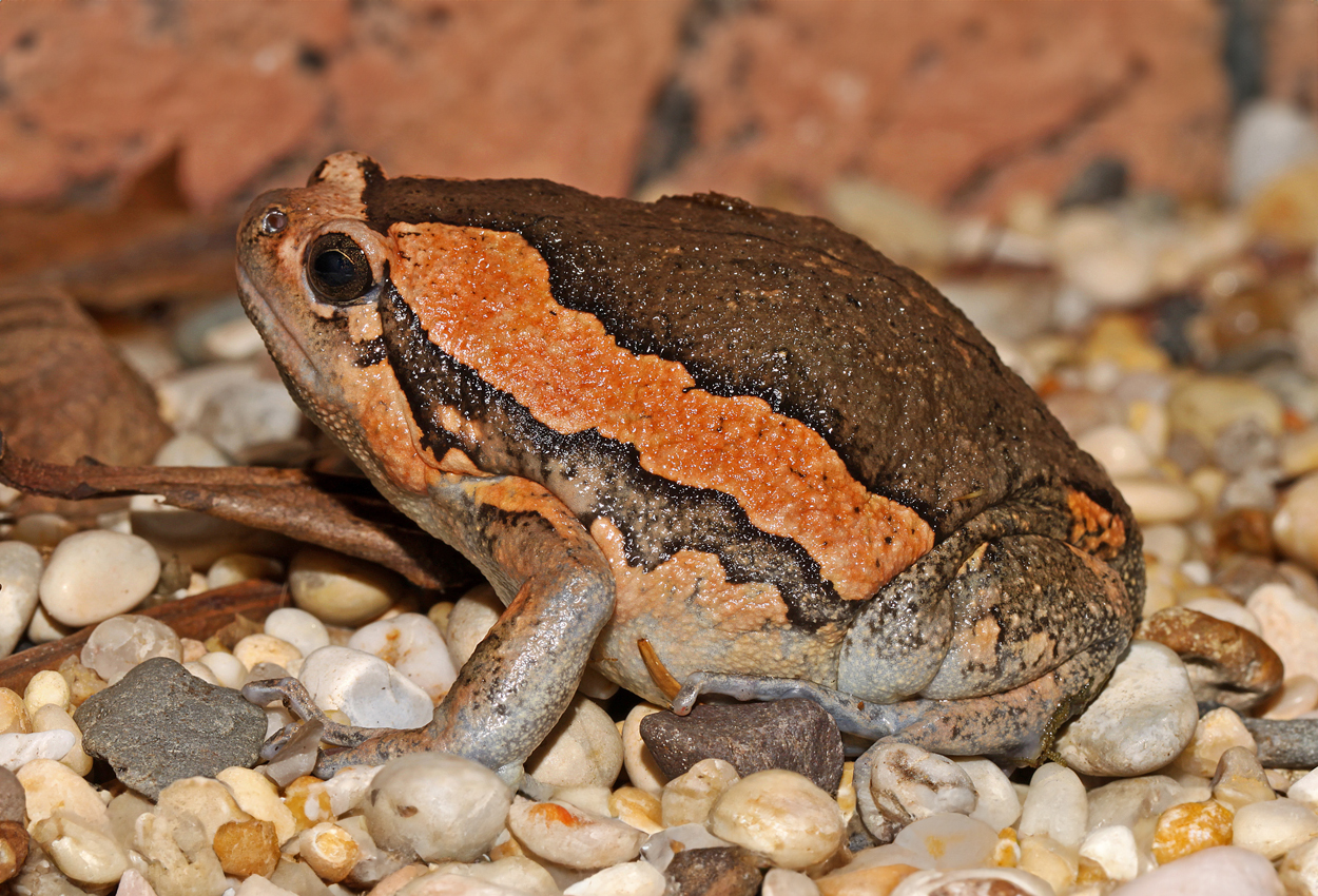 Kaloulagroda, Bandad tjurgroda, chubby frog.