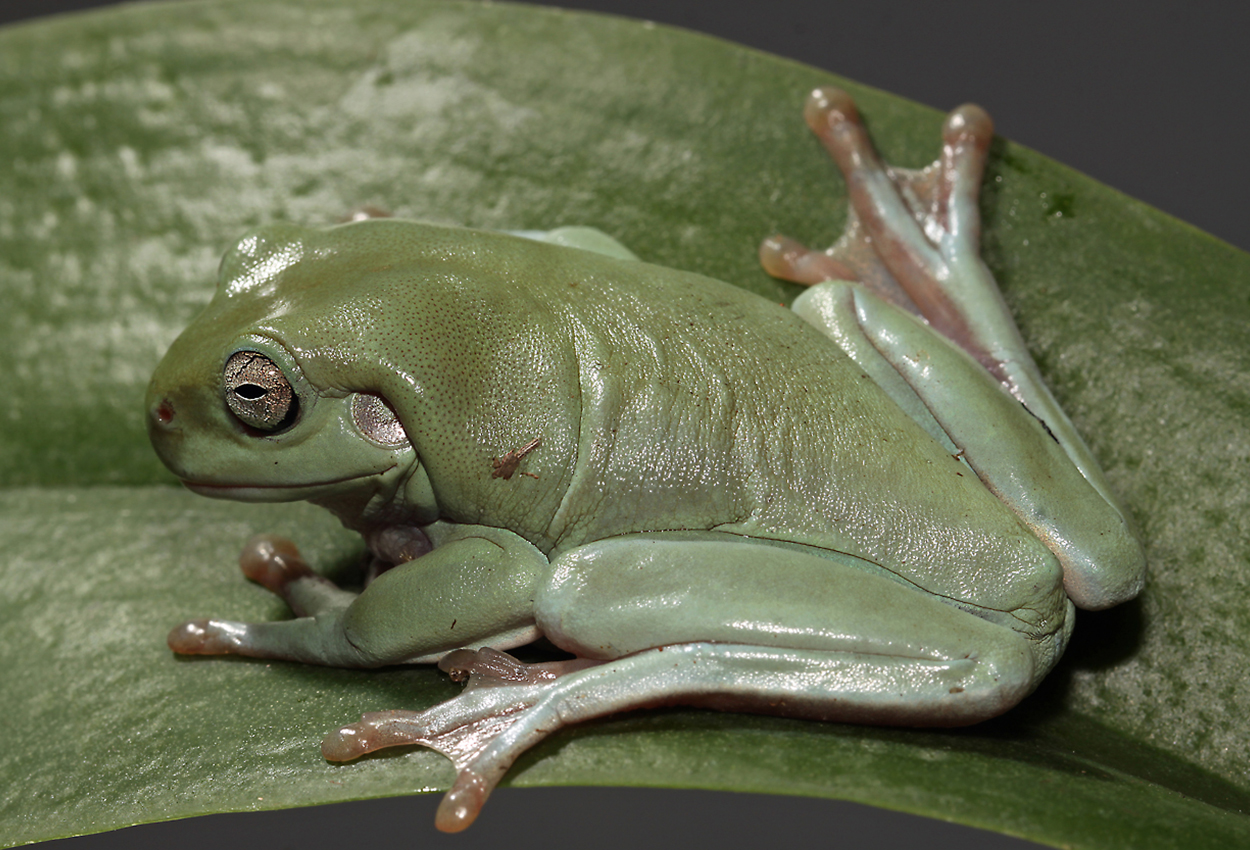 Foto på skaldjuret Litoria caerulea