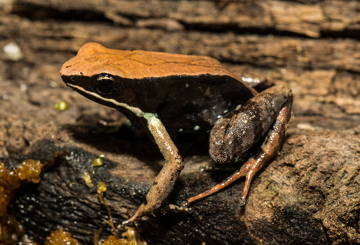 Foto på skaldjuret Mantella betsileo