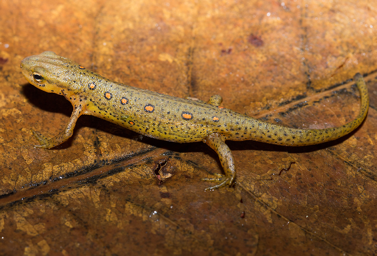 Foto på skaldjuret Nothophthalmus viridescens