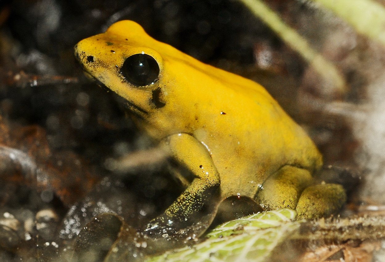 Foto på skaldjuret Phyllobates bicolor