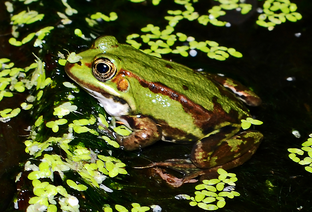 Foto på skaldjuret Pelophylax esculentus